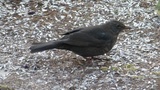 Svarttrost (Turdus merula)