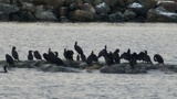 Storskarv (Phalacrocorax carbo)