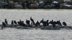 Great Cormorant (Phalacrocorax carbo)