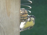 Kjøttmeis (Parus major)