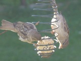 Gråspurv (Passer domesticus)