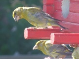 Grønnsisik (Carduelis spinus)