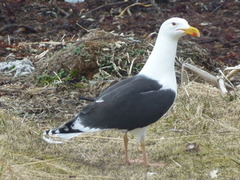 Svartbak (Larus marinus)