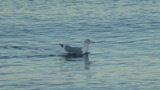 Gråmåke (Larus argentatus)