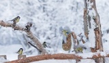 Blåmeis (Cyanistes caeruleus)