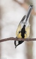 Kjøttmeis (Parus major)