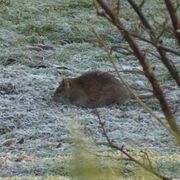 Common rat (Rattus norvegicus)