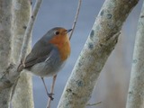 Rødstrupe (Erithacus rubecula)