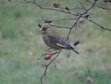 Grønnfink (Carduelis chloris)