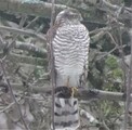 Spurvehauk (Accipiter nisus)