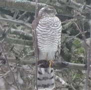 Spurvehauk (Accipiter nisus)