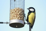 Kjøttmeis (Parus major)