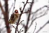 Stillits (Carduelis carduelis)