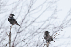 Hooded Crow (Corvus cornix)