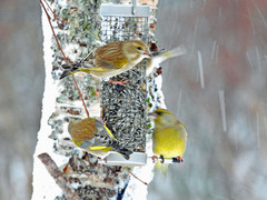 European Greenfinch (Chloris chloris)