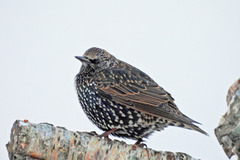 Stær (Sturnus vulgaris)
