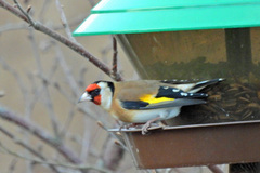 European Goldfinch (Carduelis carduelis)