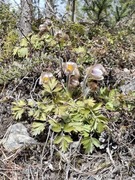 Mogop (Pulsatilla vernalis)