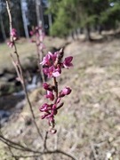 Tysbastfamilien (Thymelaeaceae)