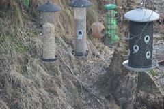 Blackcap (Sylvia atricapilla)