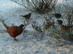 Fasan (Phasianus colchicus)