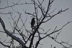 Hønsehauk (Accipiter gentilis)