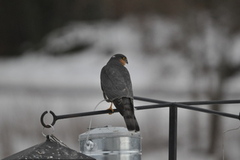 Spurvehauk (Accipiter nisus)