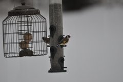 Stillits (Carduelis carduelis)