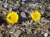 Hestehov (Tussilago farfara)