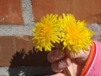 Løvetannslekta (Taraxacum)