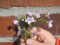 Engkarse (Cardamine pratensis)