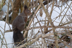 Eurasian Red Squirrel (Sciurus vulgaris)