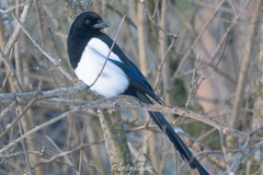 Eurasian Magpie (Pica pica)