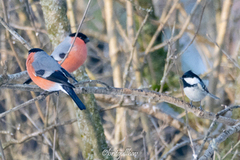Coal Tit (Periparus ater)