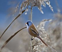 Bearded Reedling (Panurus biarmicus)