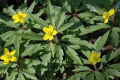 Yellow Anemone (Anemone ranunculoides)