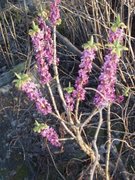 Tysbast (Daphne mezereum)