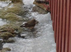 Wheatear (Oenanthe oenanthe)