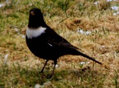 Ringtrost (Turdus torquatus)