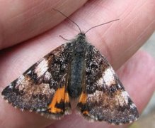 Orange Underwing (Archiearis parthenias)