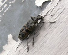 Trebukker (Cerambycidae)