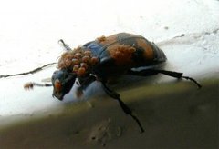Biller (Coleoptera)