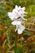 Flekkmarihand (Dactylorhiza maculata)