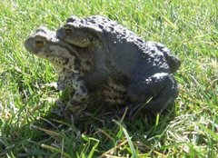 Padde (Bufo bufo)