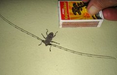 Trebukker (Cerambycidae)