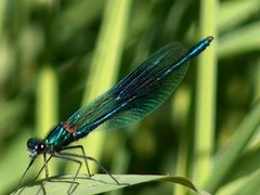 Blåbånd-vannymfe (Calopteryx splendens)