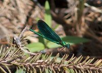 Blåvingevannymfe (Calopteryx virgo)