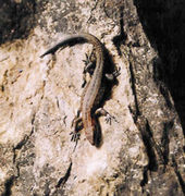 Firfirsle (Lacerta vivipara)