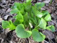 Krattfiol (Viola mirabilis)