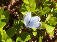 Vårblåvinge (Celastrina argiolus)